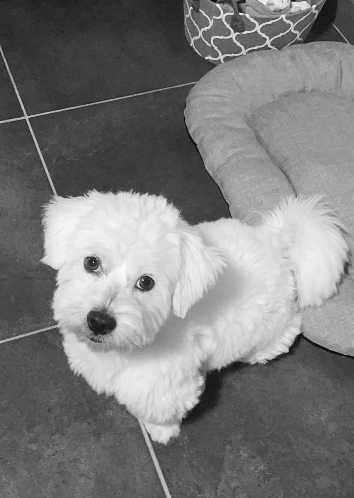 Rusty a rejoint le concours — aidez-le/la à gagner de superbes lots ! black, canidae, carnivore, companion_dog, dog, dog_breed, fur, maltepoo, monochrome, monochrome_photography, non_sporting_group, poodle_crossbreed, puppy, shih_poo, small_terrier, sporting_group, terrier, toy_dog, white, working_animal