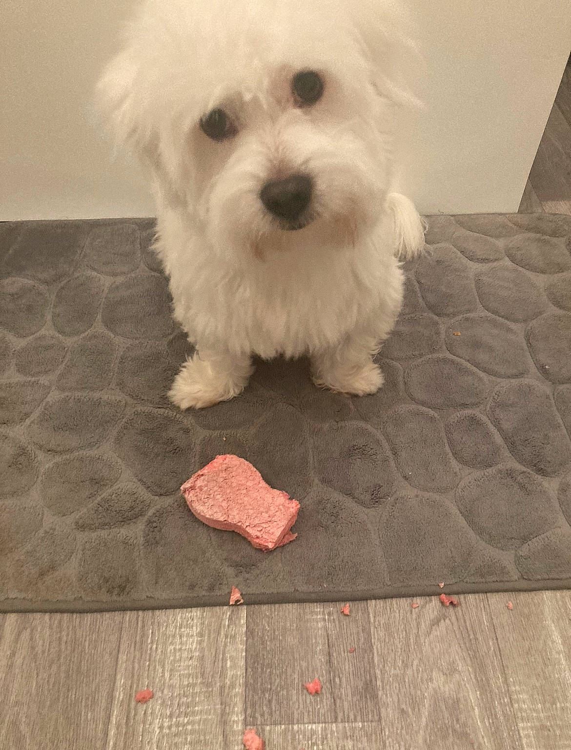 Rusty a rejoint le concours — aidez-le/la à gagner de superbes lots ! canidae, carnivore, companion_dog, dog, dog_breed, flooring, fur, mal_shi, maltepoo, non_sporting_group, puppy, road_surface, shih_poo, small_terrier, snout, sporting_group, terrier, toy_dog, wood, working_animal