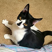 Maddie is registered to the contest to win money with this photo: animal, black_and_white, carpet, cat, close_up, curious, domestic_cat, ears, feline, floor, fur, golden_eyes, human, indoor, looking_up, pet, plaid, sitting, tail, whiskers