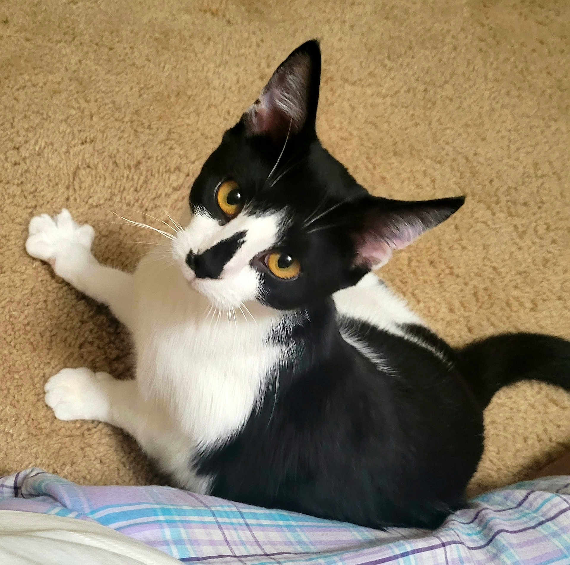 Maddie is registered to the contest to win money with this photo: animal, black_and_white, carpet, cat, close_up, curious, domestic_cat, ears, feline, floor, fur, golden_eyes, human, indoor, looking_up, pet, plaid, sitting, tail, whiskers