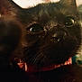 animal, black_cat, blurred_background, close_up, cozy, curious, cute, domestic_cat, eyes, face, feline, fur, indoor, intimate, nose, paw, pet, red_collar, soft_lighting, whiskers