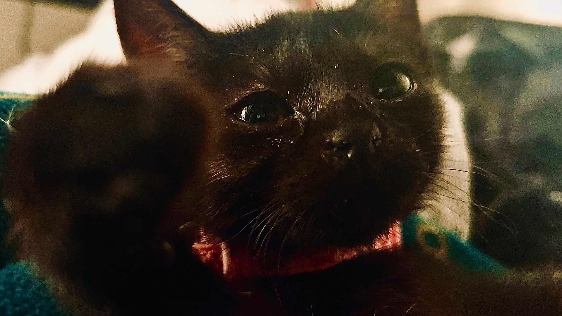 Mavis