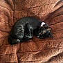 Mavis joined the competition — help win amazing prizes! animal, bare_feet, black_cat, brown_blanket, collar, comfort, cozy, curled_up, cute, feline, fur, home, indoor, kitten, pet, plush, relaxation, resting, sleeping, soft_texture