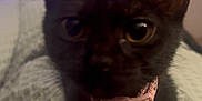 Mavis joined the competition — help win amazing prizes! animal, bed, bell, black_cat, blanket, blurred_background, cat, close_up, collar, curious, curtains, cute, domestic_animal, ears, feline, indoor, pet, resting, soft_lighting, whiskers