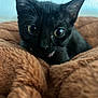 Mavis joined the competition — help win amazing prizes! animal, black_kitten, blanket, cat, close_up, cozy, curious, cute, ears, eyes, feline, furry, indoor, pet, portrait, resting, snuggled, soft, whiskers, young
