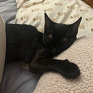 Mavis is registered to the contest to win money with this photo: animal, bed, black_cat, blanket, cat, comfort, cozy, cute, feline, fur, home, indoor, nap, paw, quiet, relaxed, resting, sleeping, soft_texture, warm