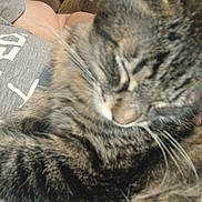 Harry is registered to the contest to win money with this photo: cat, tabby_cat, sleeping, sleepy, curled_up, fur, whiskers, close_up, pet, animal, couch, sofa, person, human, indoor, cozy, relaxed, gray_fur, striped_fur, portrait