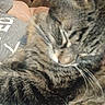 cat, tabby_cat, sleeping, sleepy, curled_up, fur, whiskers, close_up, pet, animal, couch, sofa, person, human, indoor, cozy, relaxed, gray_fur, striped_fur, portrait