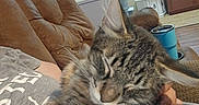Harry joined the competition — help win amazing prizes! cat, tabby_cat, kitten, furry, sleepy, cuddling, close_up, whiskers, ears, pet, animal, brown, gray, striped, couch, living_room, blanket, cup, cozy, indoors