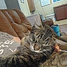 cat, tabby_cat, kitten, furry, sleepy, cuddling, close_up, whiskers, ears, pet, animal, brown, gray, striped, couch, living_room, blanket, cup, cozy, indoors