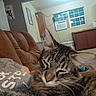 Harry joined the competition — help win amazing prizes! cat, tabby_cat, pet, animal, feline, whiskers, fur, striped_fur, ears, sleepy, relaxed, close_up, portrait, couch, indoor, living_room, home, window, air_conditioner, furniture