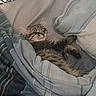 cat, tabby, sleeping, lounging, pet, animal, furry, whiskers, face, eyes, ears, paws, belly, bed, blanket, bedding, striped, indoors, cozy, relaxed