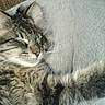 Harry is registered to the contest to win money with this photo: cat, tabby, fluffy, sleeping, curled_up, cozy, blanket, gray, fur, whiskers, ears, nose, paws, pet, indoors, resting, relaxed, couch, close_up, portrait