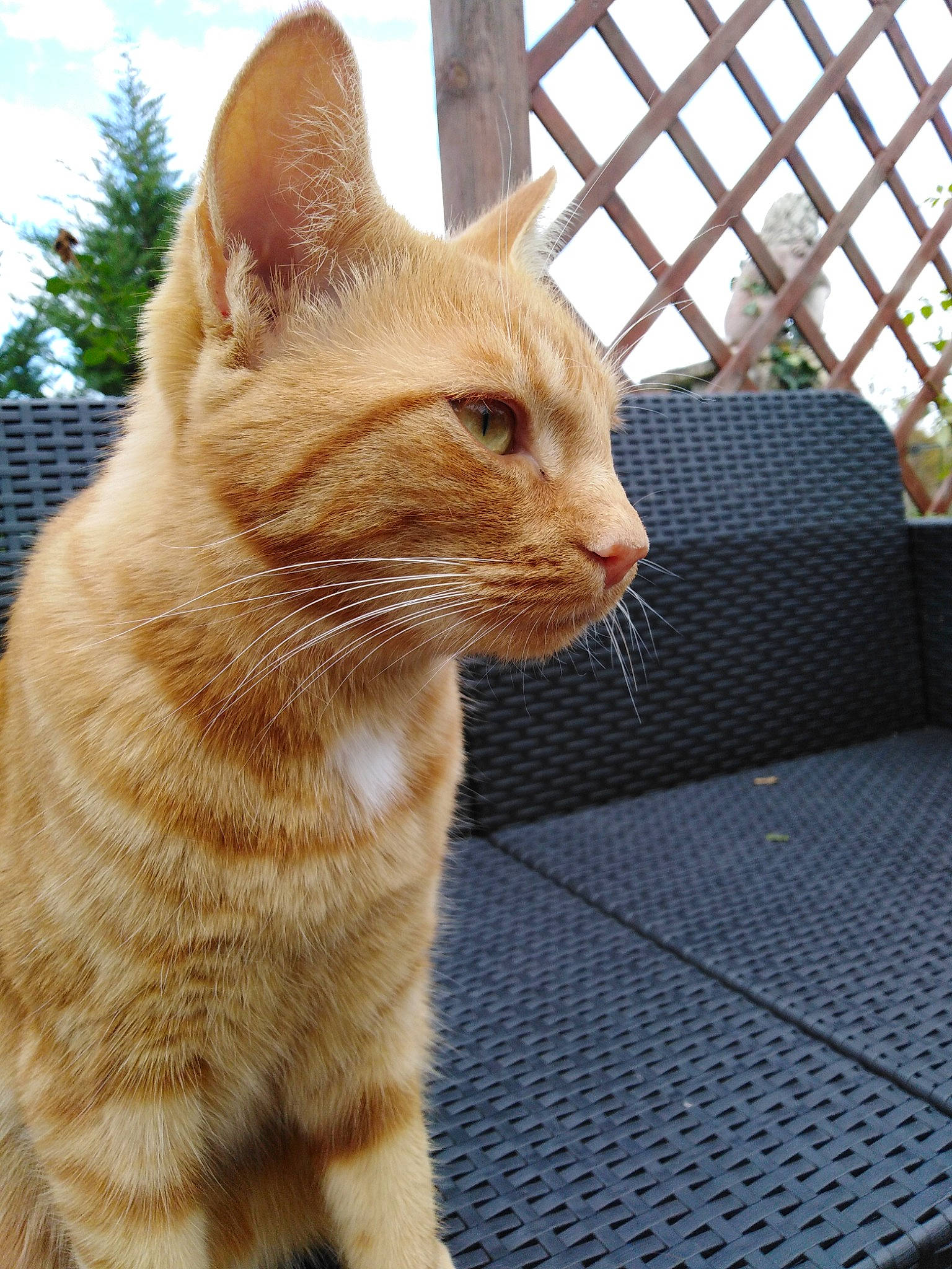 Roussette a rejoint le concours — aidez-le/la à gagner de superbes lots ! carnivore, cat, claw, cloud, domestic_short_haired_cat, fawn, felidae, fur, grass, mesh, paw, pet_supply, sky, small_to_medium_sized_cats, snout, tail, terrestrial_animal, whiskers, wildlife, window