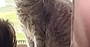 Charlie joined the competition — help win amazing prizes! cat, tabby, windowsill, window, curtain, indoor, pet, animal, feline, looking_away, greenery, natural_light, house, domestic, fur, sitting, side_view, quiet, peaceful, daylight