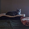 Charlie is registered to the contest to win money with this photo: cat, blanket, bed, indoor, pet, animal, resting, feline, cozy, soft, pile, folded_towel, quiet, dim_light, curious, domestic, fur, relaxing, comfort, home
