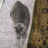 Charlie joined the competition — help win amazing prizes! cat, gray_cat, tabby, carpet, rug, indoor, pet, feline, striped, resting, relaxed, animal, domestic_cat, floor, cute, whiskers, paws, mammal, sleepy, home