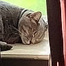 cat, sleeping, windowsill, curtain, indoor, pet, feline, resting, collar, animal, cozy, quiet, daylight, window, relaxation, domestic, fur, whiskers, peaceful, calm