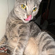 Charlie joined the competition — help win amazing prizes! cat, tabby, gray_cat, yellow_eyes, licking, paw, fur, indoor, pet, animal, relaxed, stretching, whiskers, flash, closeup, sitting, cute, feline, playful, domestic_cat