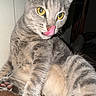 cat, tabby, gray_cat, yellow_eyes, licking, paw, fur, indoor, pet, animal, relaxed, stretching, whiskers, flash, closeup, sitting, cute, feline, playful, domestic_cat