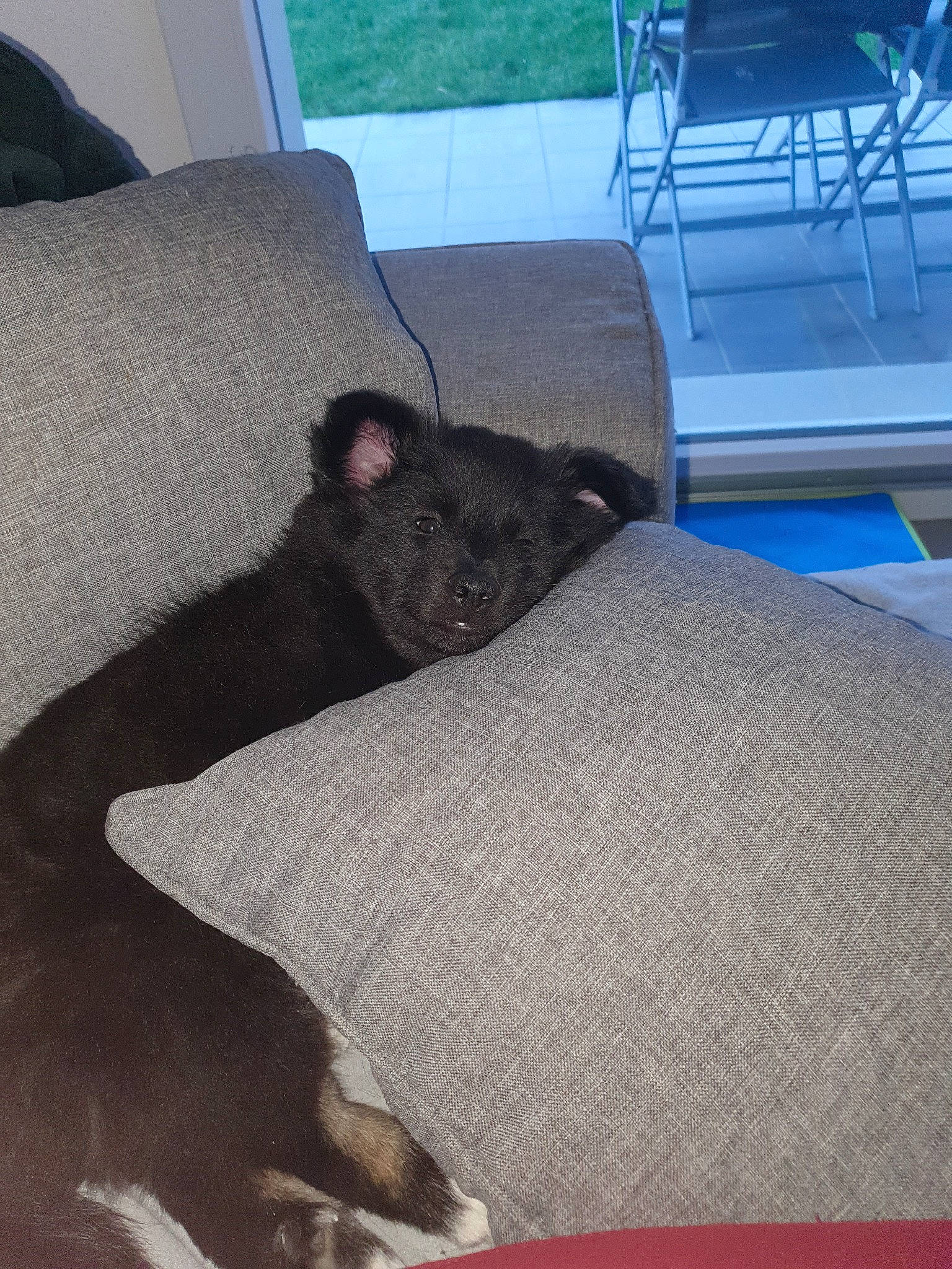 Oréo a rejoint le concours — aidez-le/la à gagner de superbes lots ! bed, canidae, carnivore, comfort, dog_breed, furniture, linens, room, snout, sporting_group