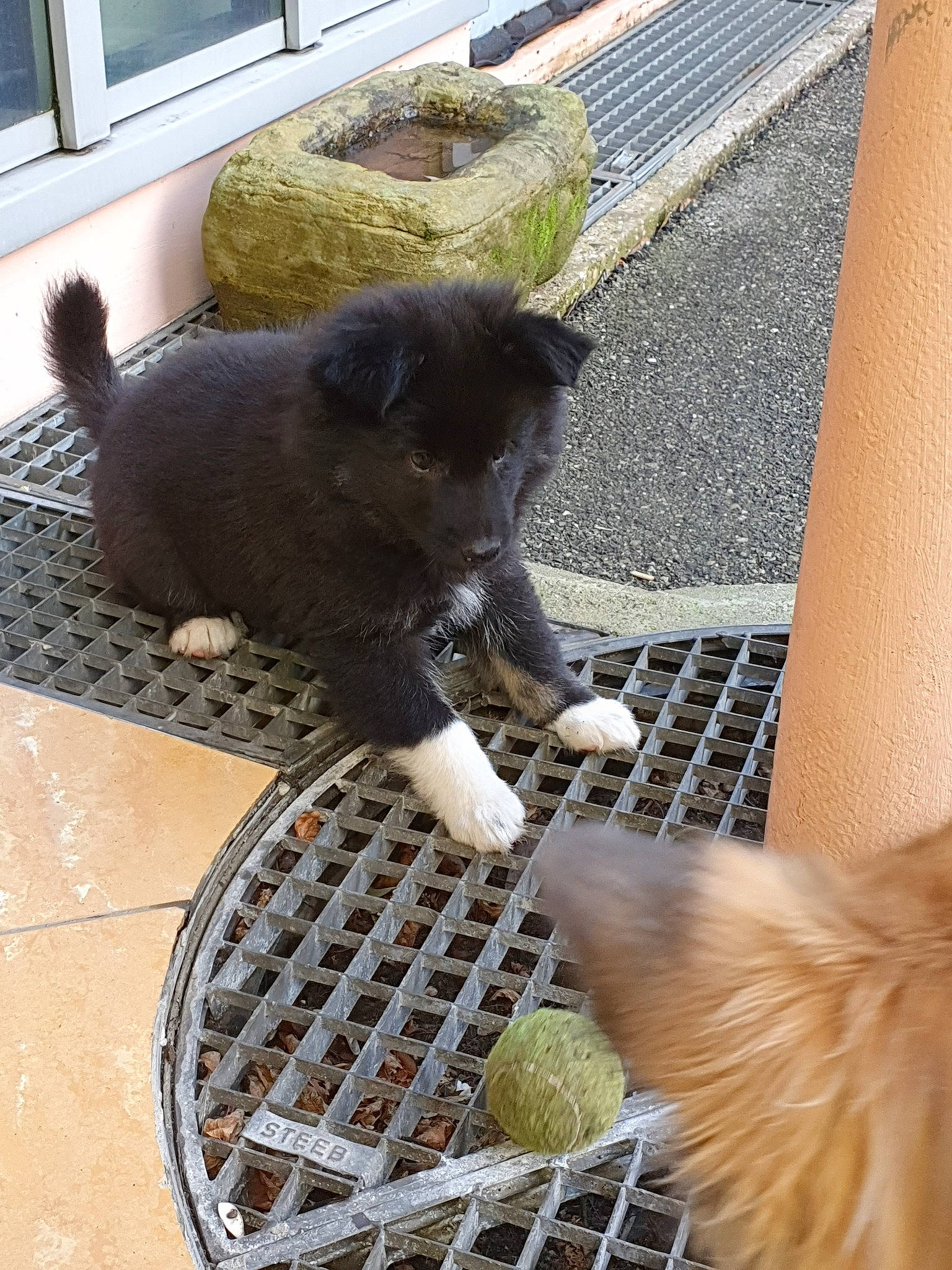 Oréo participe au concours pour gagner de l'argent avec cette photo : canidae, carnivore, cat, dog, dog_breed, felidae, polydactyl_cat, puppy, small_to_medium_sized_cats, tail