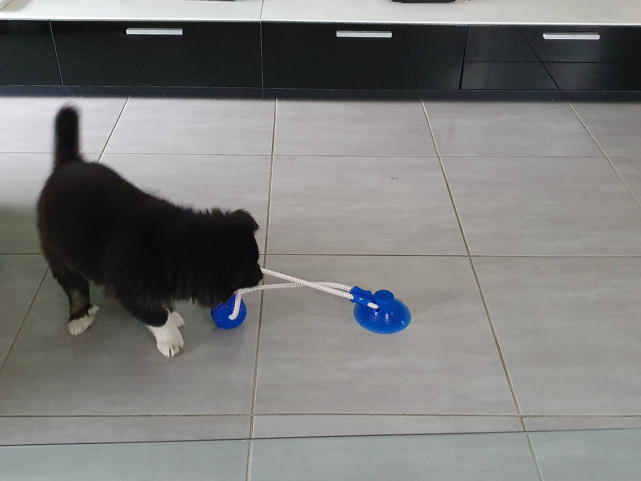 Oréo a rejoint le concours — aidez-le/la à gagner de superbes lots ! border_collie, canidae, carnivore, cat, dog, dog_breed, felidae, floor, flooring, leash, newfoundland, puppy, small_to_medium_sized_cats, sporting_group, tail, tile