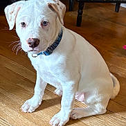 Ghost is registered to the contest to win money with this photo: puppy, dog, white_dog, collar, indoor, wooden_floor, pet, animal, sitting, cute, young_dog, ears, flooring, looking, domestic_animal, fur, canine, household, portrait, companion