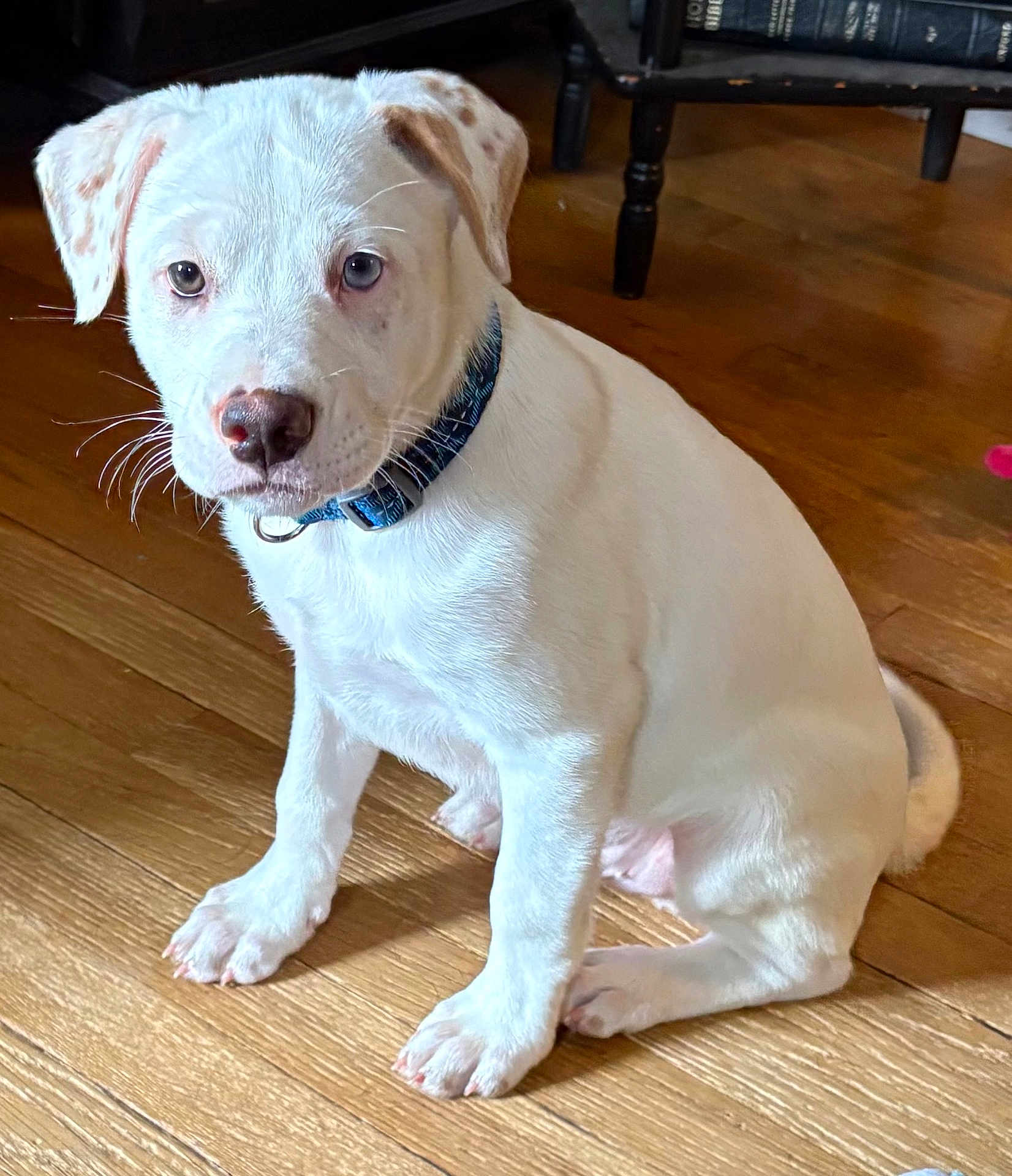 Ghost is registered to the contest to win money with this photo: puppy, dog, white_dog, collar, indoor, wooden_floor, pet, animal, sitting, cute, young_dog, ears, flooring, looking, domestic_animal, fur, canine, household, portrait, companion