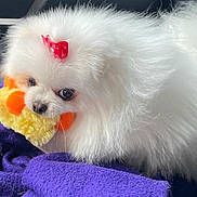Heaven is registered to the contest to win money with this photo: dog, pomeranian, white_fur, fluffy, red_bow, toy, plush_toy, purple_blanket, cute, pet, animal, indoor, close_up, small_dog, furry, adorable, companion, resting, looking, cozy