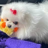 dog, pomeranian, white_fur, fluffy, red_bow, toy, plush_toy, purple_blanket, cute, pet, animal, indoor, close_up, small_dog, furry, adorable, companion, resting, looking, cozy