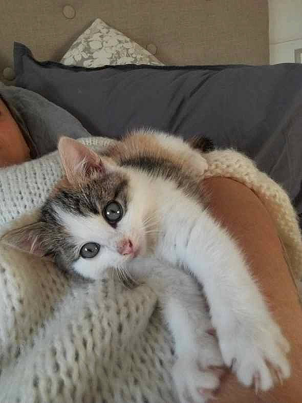 Romy