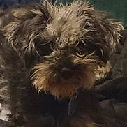 Honeybear Alexander is registered to the contest to win money with this photo: dog, pet, scruffy, couch, indoor, fur, animal, mammal, resting, cute, companion, canine, furry, laying, domestic, portrait, face, relaxing, brown, black