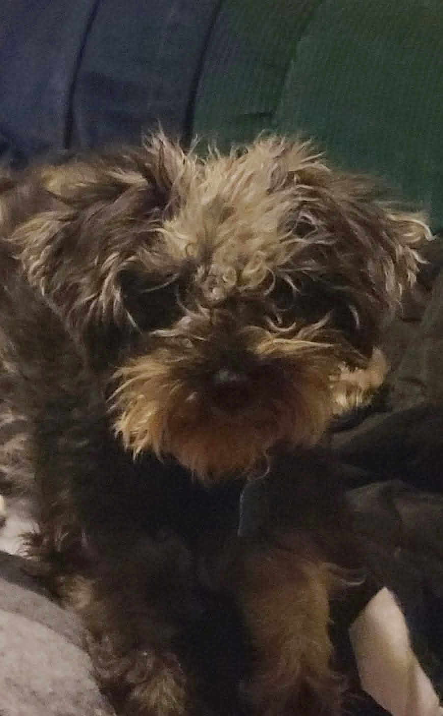 Honeybear Alexander is registered to the contest to win money with this photo: dog, pet, scruffy, couch, indoor, fur, animal, mammal, resting, cute, companion, canine, furry, laying, domestic, portrait, face, relaxing, brown, black