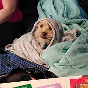 Dexter is registered to the contest to win money with this photo: bedding, carnivore, child, comfort, companion_dog, dog, dog_breed, dog_supply, fawn, fur, happy, linens, mammal, pillow, room, sporting_group, textile, throw_pillow, toy_dog, vertebrate