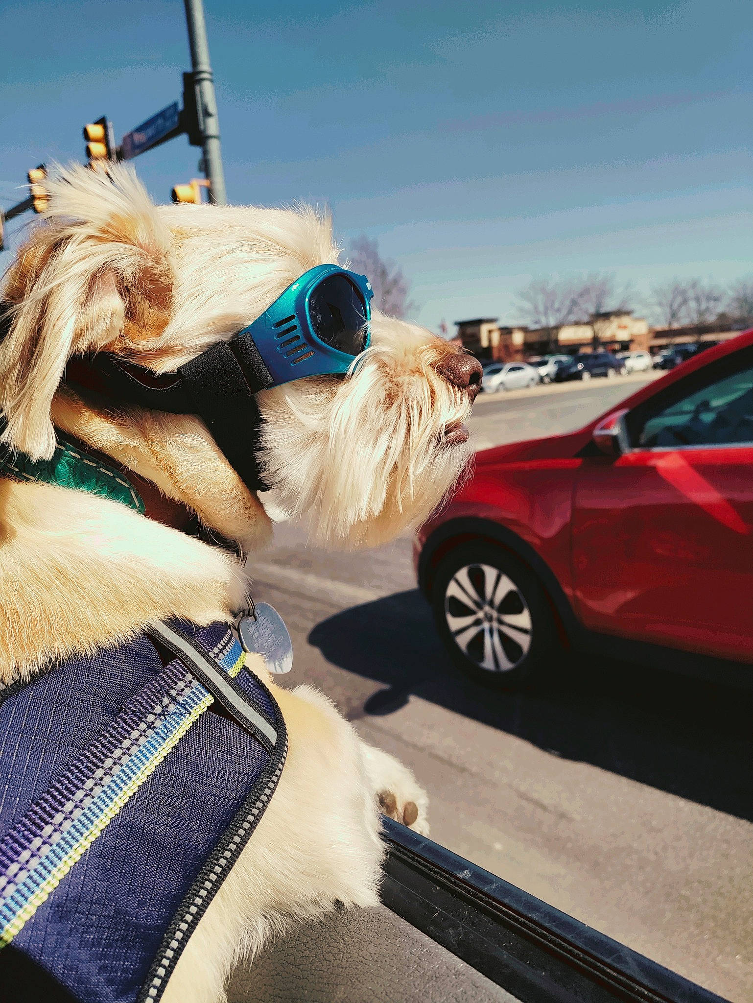 Dexter joined the competition — help win amazing prizes! automotive_lighting, car, carnivore, collar, companion_dog, dog, dog_breed, eyewear, fawn, glasses, goggles, hood, motor_vehicle, sky, sunglasses, tire, vehicle, vehicle_door, vision_care, wheel
