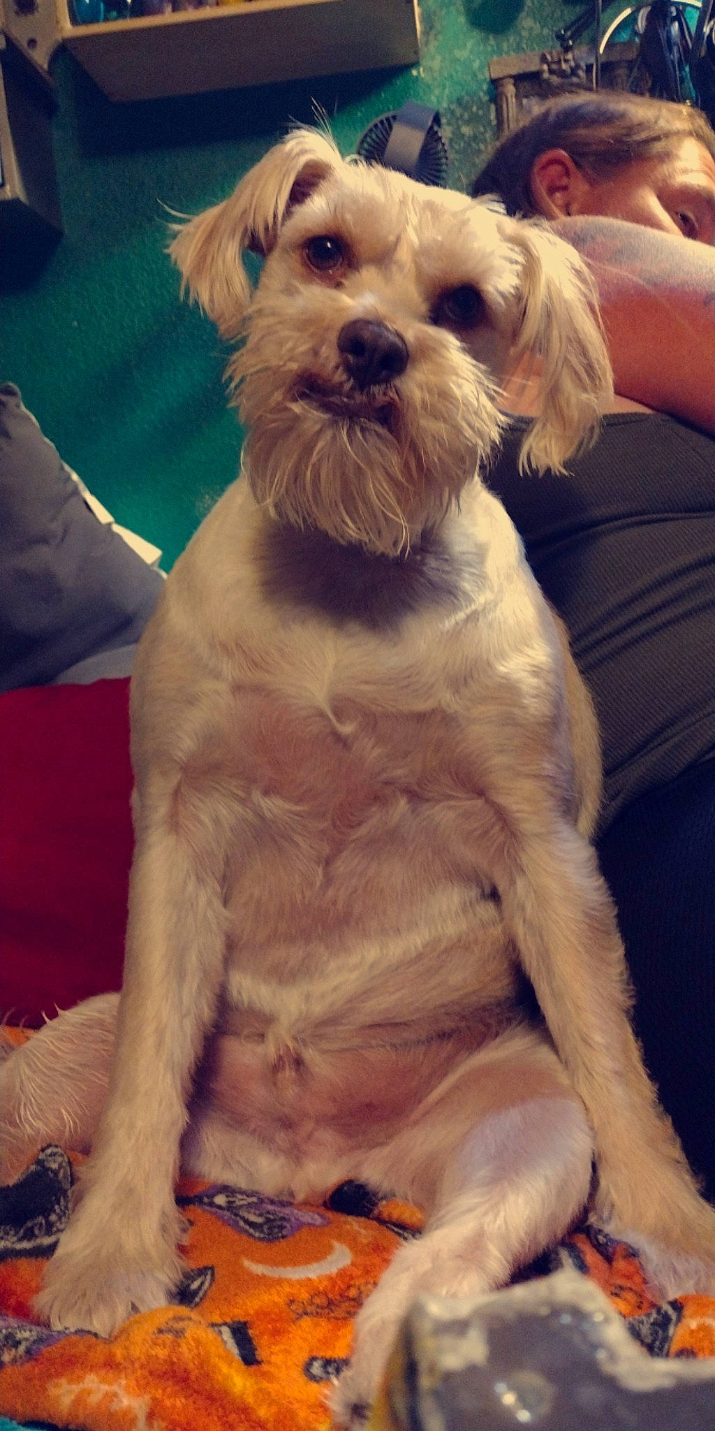 Dexter joined the competition — help win amazing prizes! canidae, carnivore, companion_dog, dog, dog_breed, dog_clothes, dog_collar, dog_supply, fur, happy, liver, maltepoo, paw, poodle_crossbreed, puppy_love, small_terrier, sporting_group, terrier, toy_dog, working_animal