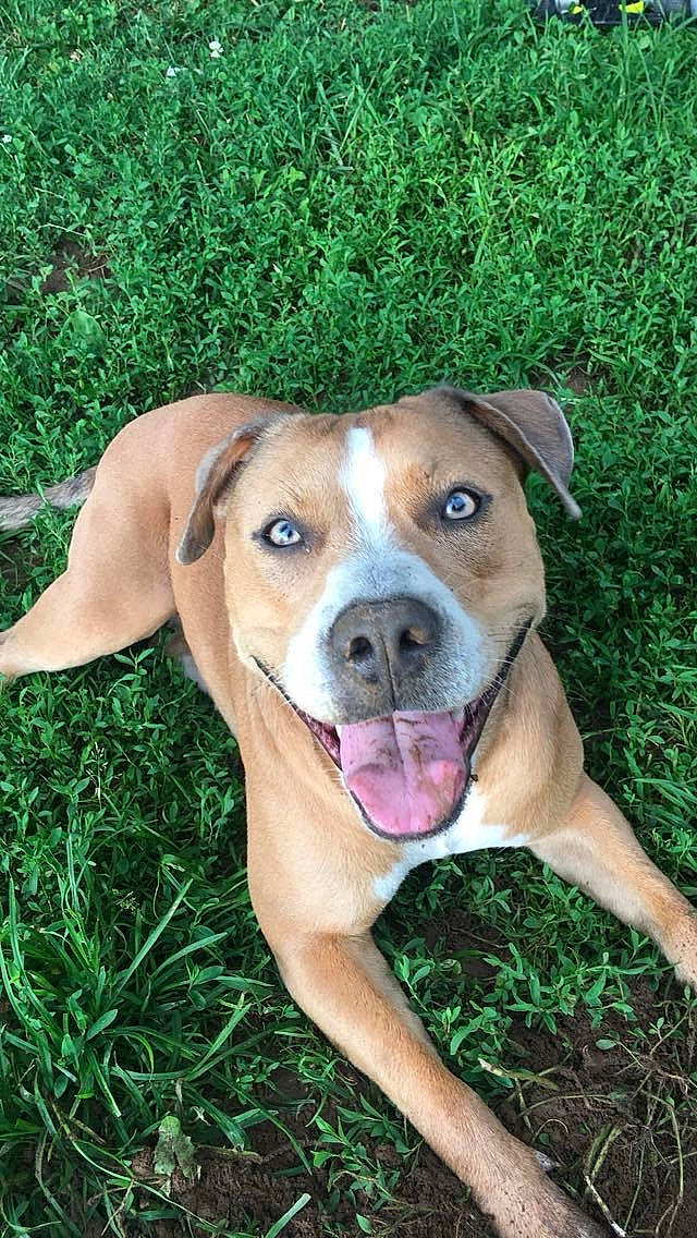 Sasha is registered to the contest to win money with this photo: canidae, carnivore, companion_dog, dog, dog_breed, fawn, grass, guard_dog, hunting_dog, liver, molosser, non_sporting_group, plant, snout, sporting_group, street_dog, whiskers, working_animal, working_dog