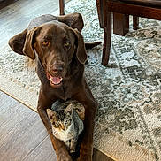 Dj joined the competition — help win amazing prizes! dog, cat, chocolate_brown_dog, tabby_kitten, indoor, rug, wood_floor, furniture, chair, flooring, pets, animal_companions, curious, alert, domestic, cozy, resting, front_paws, looking_at_camera, friendly