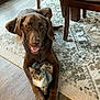 dog, cat, chocolate_brown_dog, tabby_kitten, indoor, rug, wood_floor, furniture, chair, flooring, pets, animal_companions, curious, alert, domestic, cozy, resting, front_paws, looking_at_camera, friendly