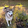 animal, backyard, canine, dog, ears, fence, flowers, fur, garden, garden_lights, husky, outdoor, pet, portrait, purple_flowers, siberian_husky, smiling, standing, sunlight, tail