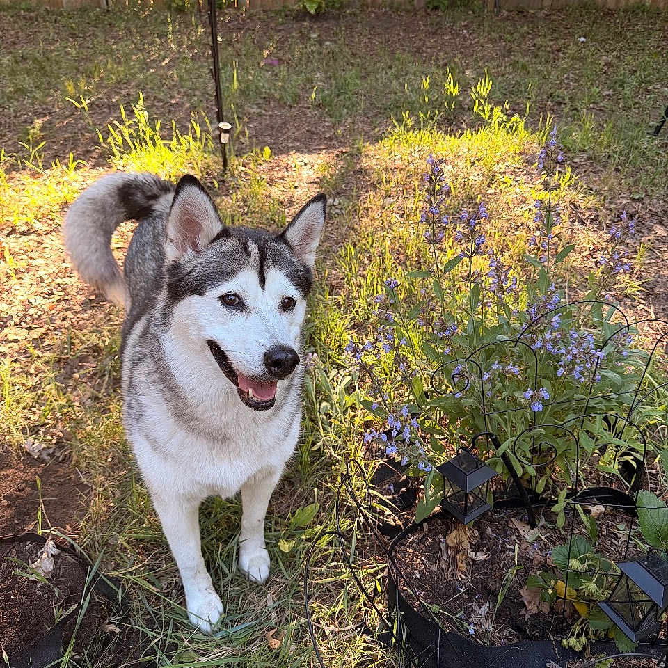 Kaya joined the competition — help win amazing prizes! animal, backyard, canine, dog, ears, fence, flowers, fur, garden, garden_lights, husky, outdoor, pet, portrait, purple_flowers, siberian_husky, smiling, standing, sunlight, tail