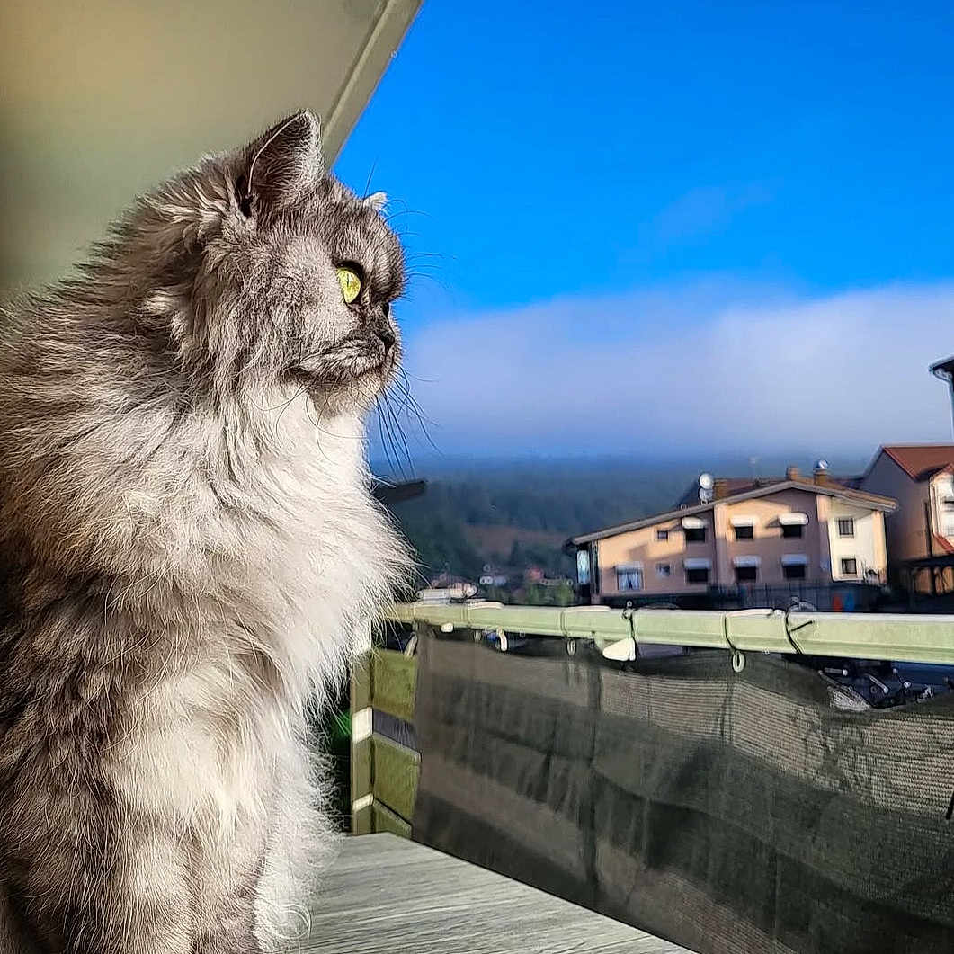 Princesse participe au concours pour gagner de l'argent avec cette photo : angora, animal, architecture, balcony, building, cat, city, cityscape, face, gun, house, housing, kitten, nature, outdoors, pet, shelter, sky, urban, weapon
