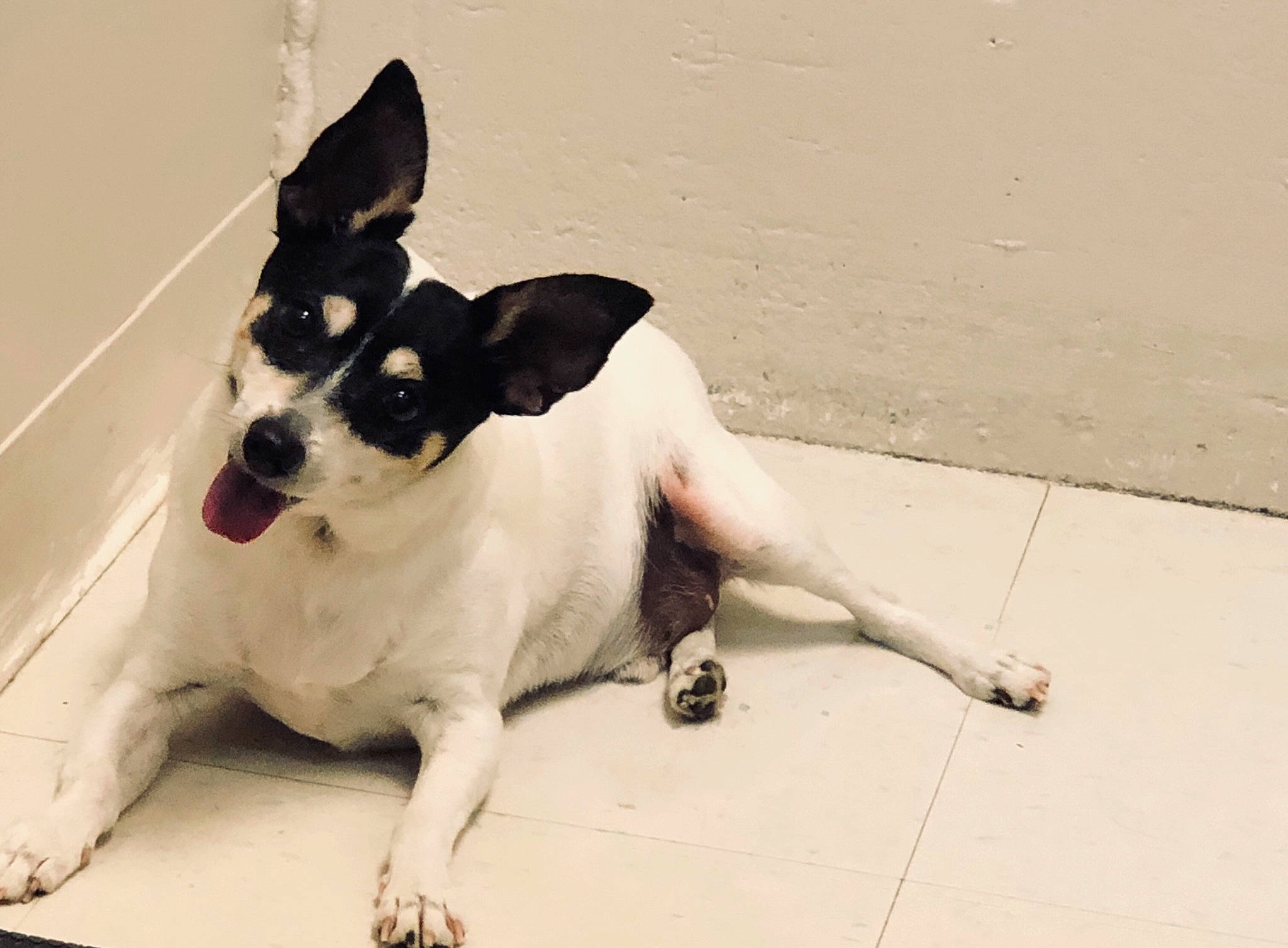 Sherlock joined the competition — help win amazing prizes! canidae, carnivore, collar, companion_dog, dog, dog_breed, dog_collar, fawn, flooring, foot, human_leg, non_sporting_group, paw, road_surface, sitting, snout, sporting_group, tail, toy_dog, working_animal