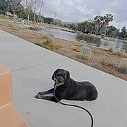 Millie Rob is registered to the contest to win money with this photo: animal, bench, calm, cloudy_sky, concrete, daytime, dog, grass, landscape, leash, nature, outdoor, park, pond, resting, scenery, sidewalk, smiling_dog, trees, water