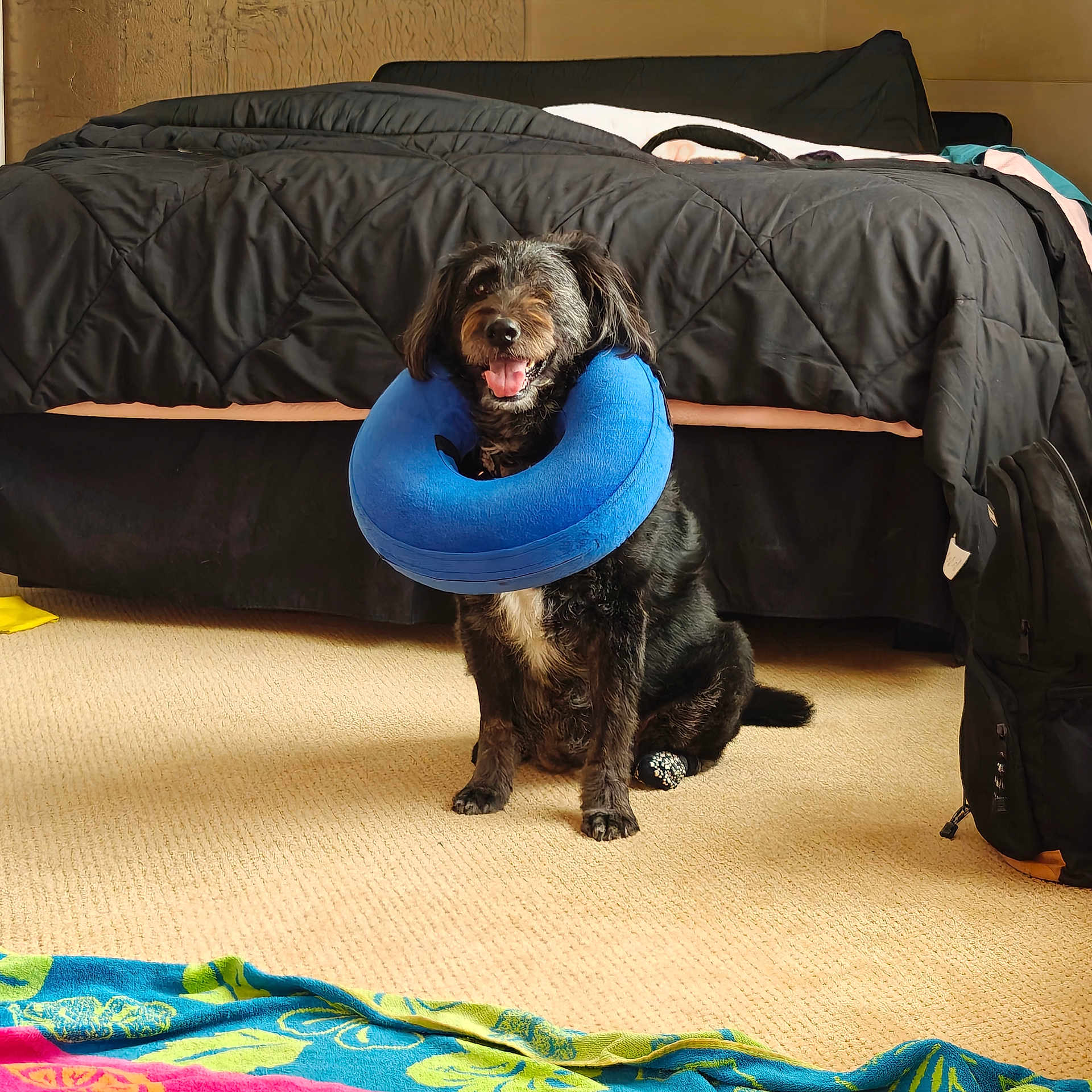 Millie Rob is registered to the contest to win money with this photo: backpack, bed, bedroom, black_dog, blanket, carpet, comfort, cozy, dog, floor, fur, furniture, happy, home, indoor, neck_pillow, pet, sitting, smiling, toy