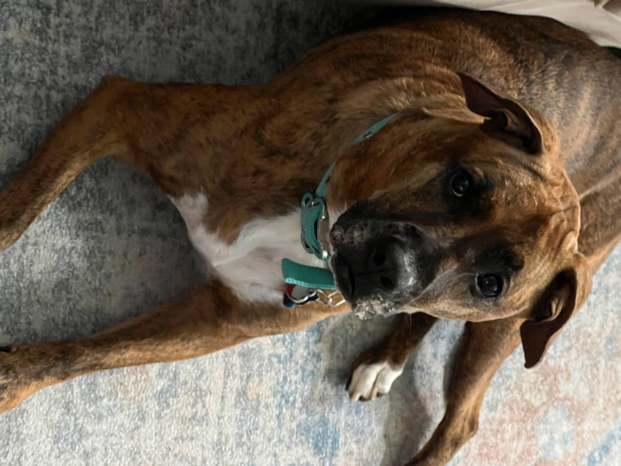 Mocha joined the competition — help win amazing prizes! carnivore, collar, companion_dog, dog, dog_breed, dog_collar, dog_supply, fawn, fur, guard_dog, liver, paw, pet_supply, snout, tail, terrestrial_animal, treeing_tennessee_brindle, whiskers, working_animal, working_dog