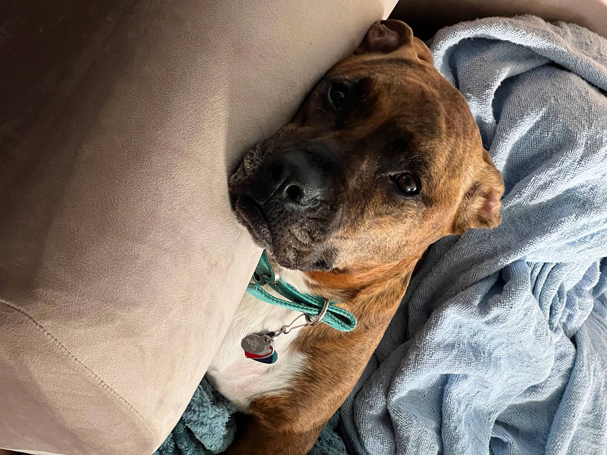 Mocha joined the competition — help win amazing prizes! carnivore, comfort, companion_dog, dog, dog_breed, ear, fur, grey, whiskers, working_animal