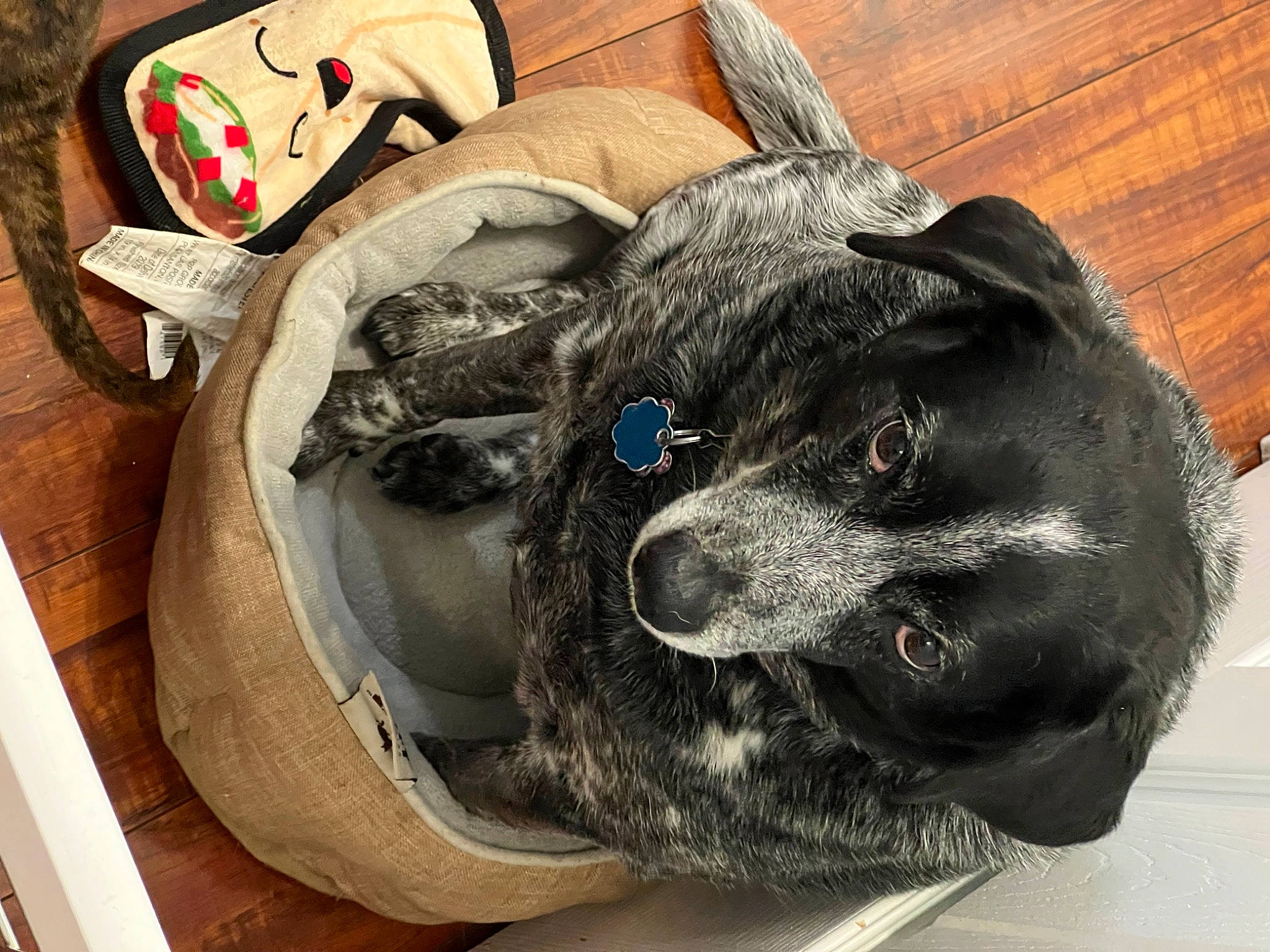 Konika is registered to the contest to win money with this photo: automotive_tire, automotive_wheel_system, bag, canidae, carnivore, collar, companion_dog, dog, dog_breed, felidae, fur, grey, guard_dog, helmet, personal_protective_equipment, sporting_group, tail, whiskers, wood, working_animal