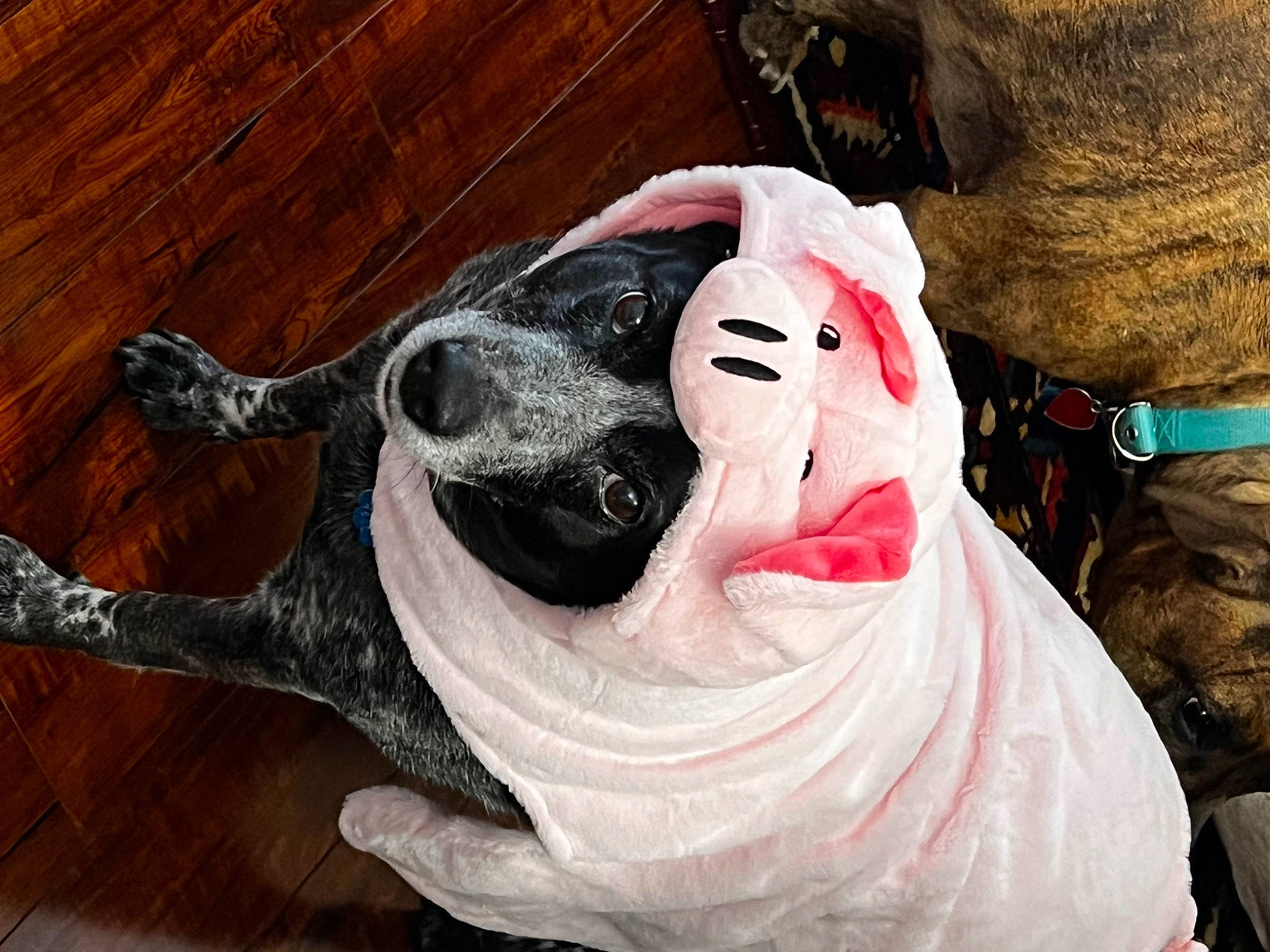 Konika joined the competition — help win amazing prizes! canidae, carmine, carnivore, collar, companion_dog, dog, dog_breed, dog_collar, fawn, fur, great_dane, hardwood, leash, personal_protective_equipment, snout, sporting_group, toy, wood, wood_stain, working_animal